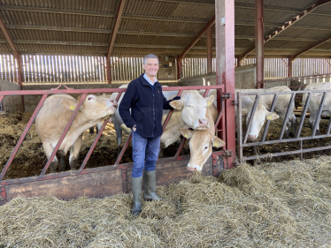 Mark Harper with a cow